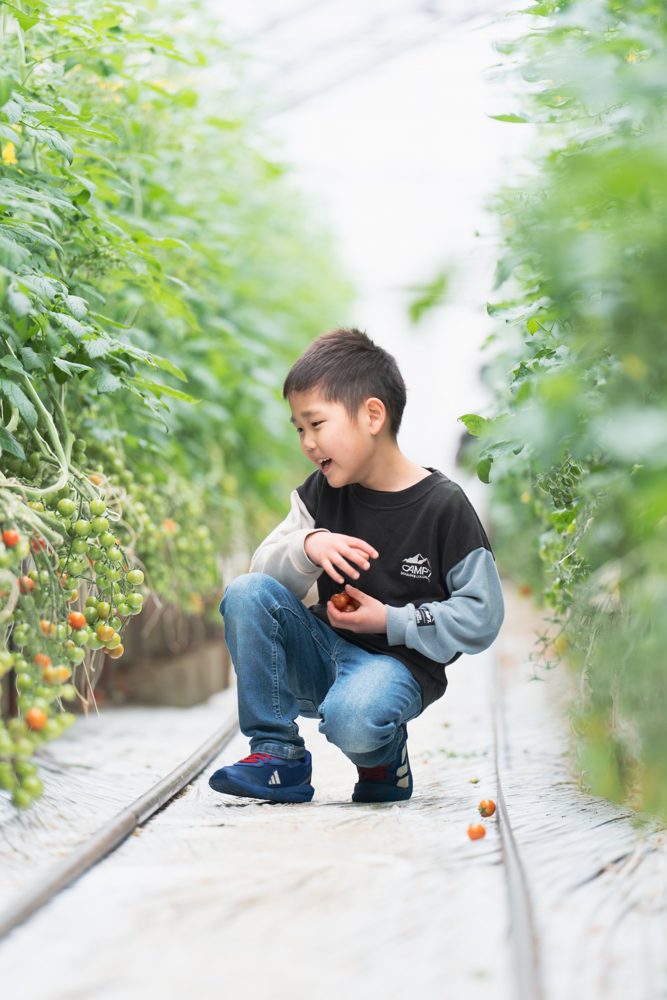 ハウスの中で、収穫したミニトマトを手に笑顔でしゃがむ男の子